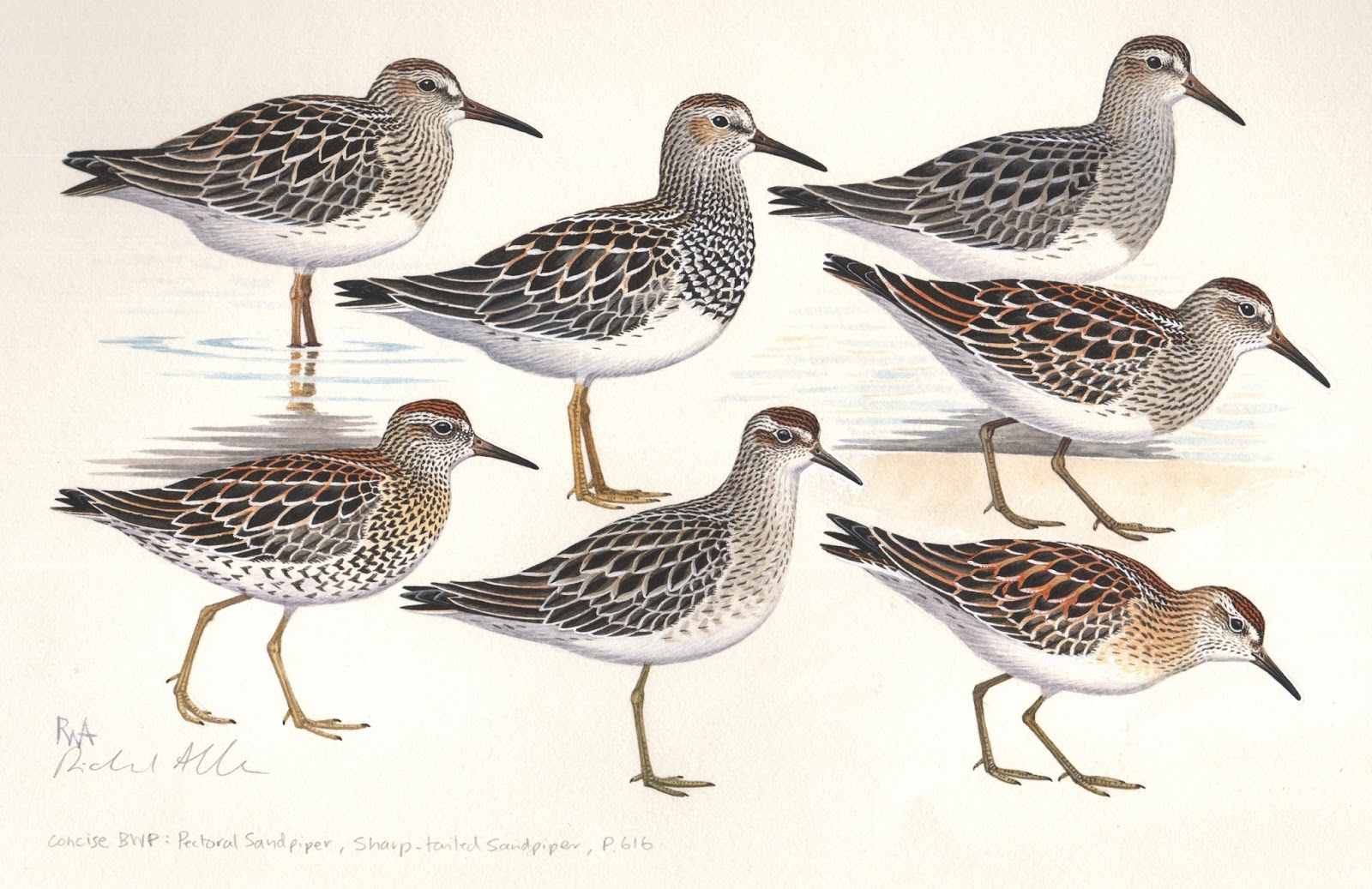 Sandpiper Drawing at GetDrawings Free download