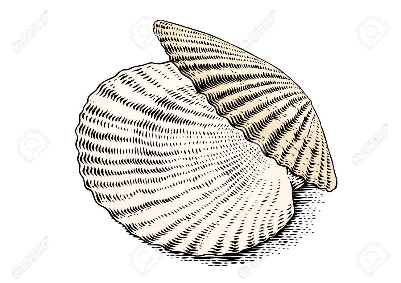 Scallop Drawing at GetDrawings Free download