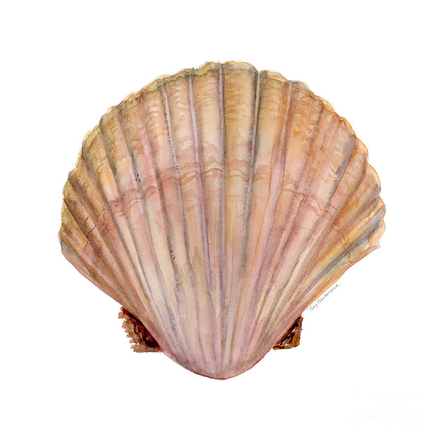 Scallop Drawing at GetDrawings Free download