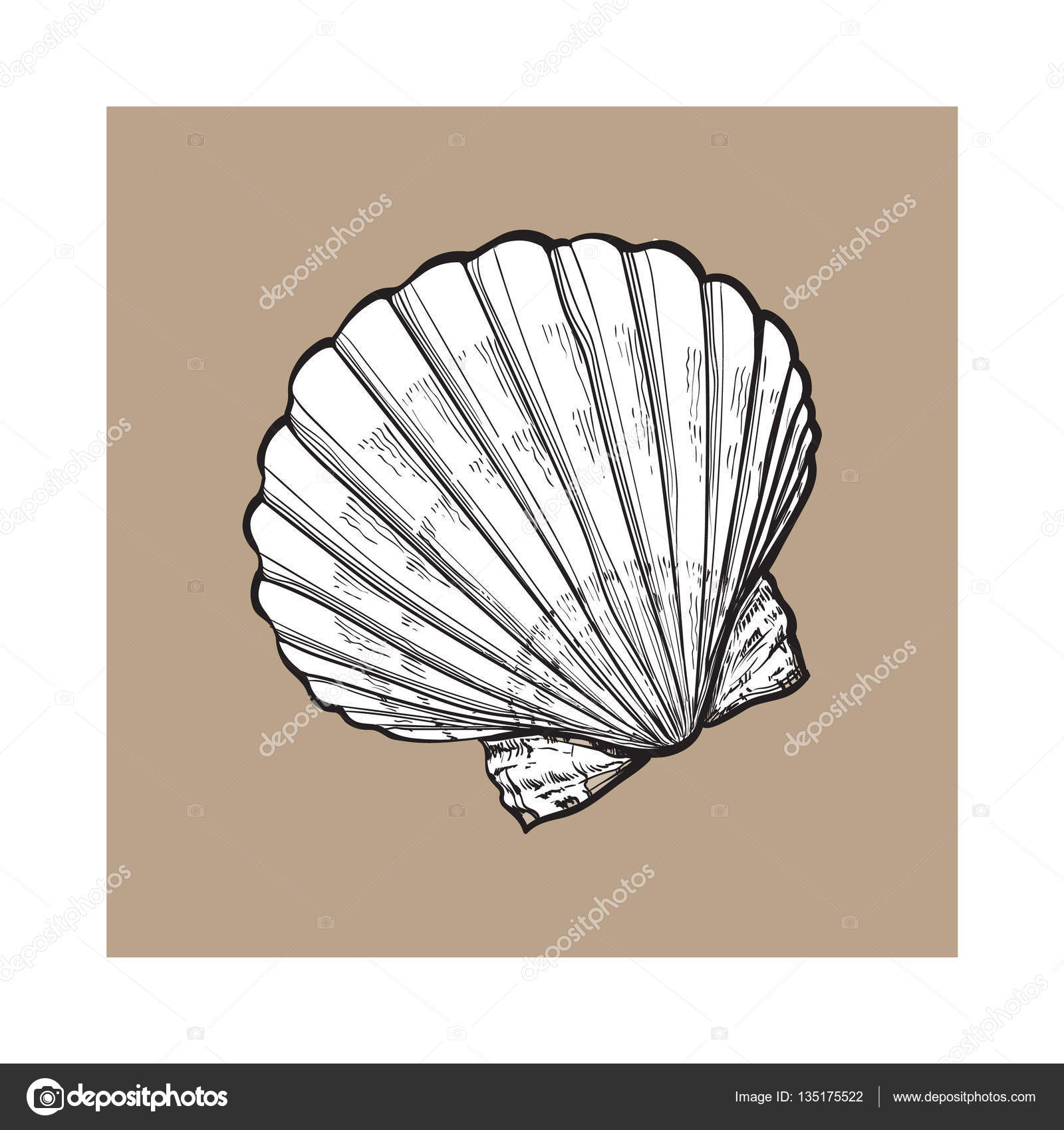 Scallop Drawing at GetDrawings Free download