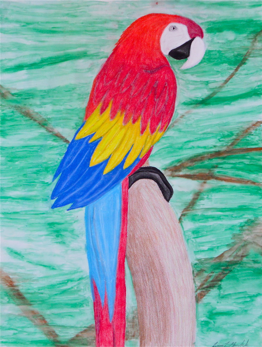 How To Draw A Scarlet Macaw Printable Step By Step Drawing Sheet