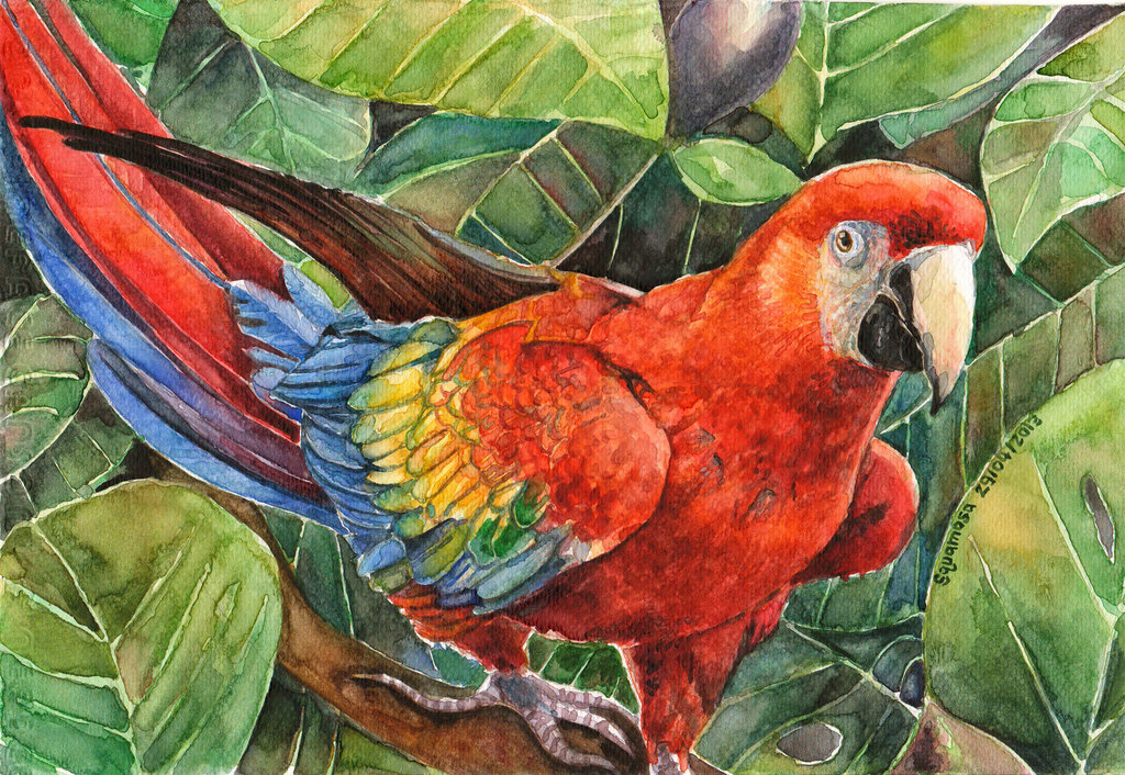 Scarlet Macaw Drawing at GetDrawings Free download