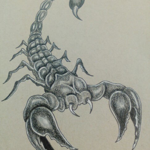 Scorpion Drawing Images At GetDrawings | Free Download