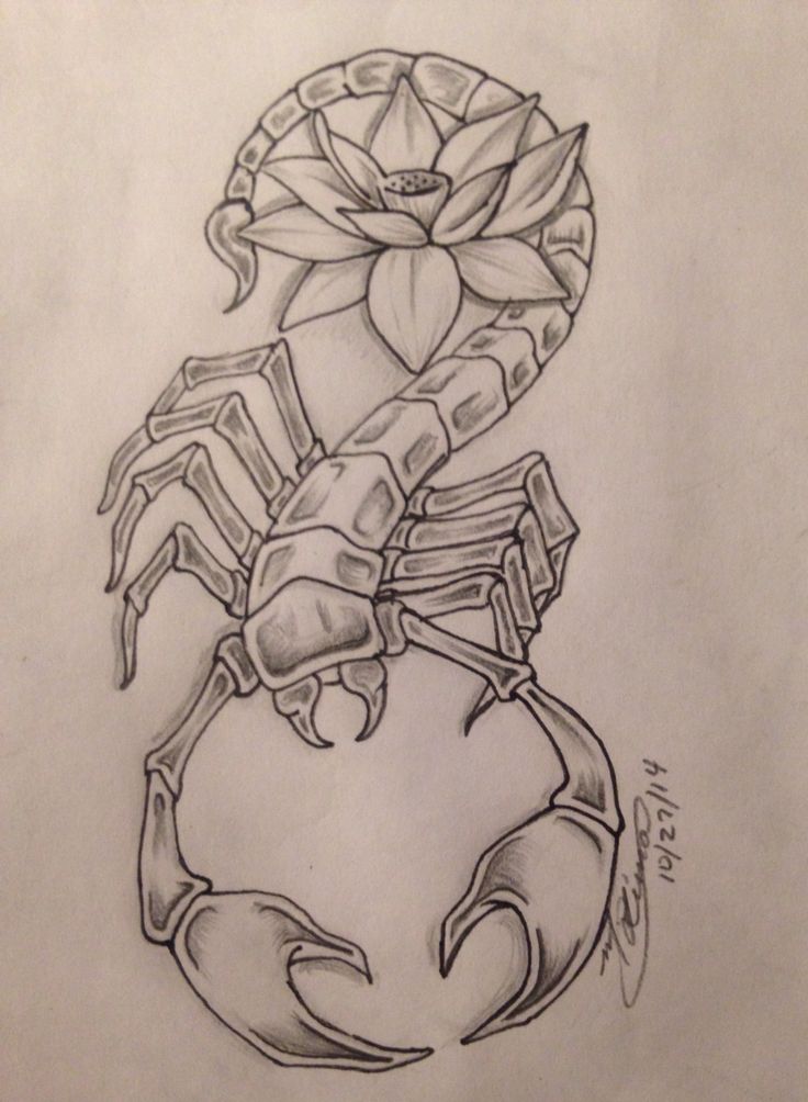 Scorpion Tattoo Drawing At GetDrawings | Free Download