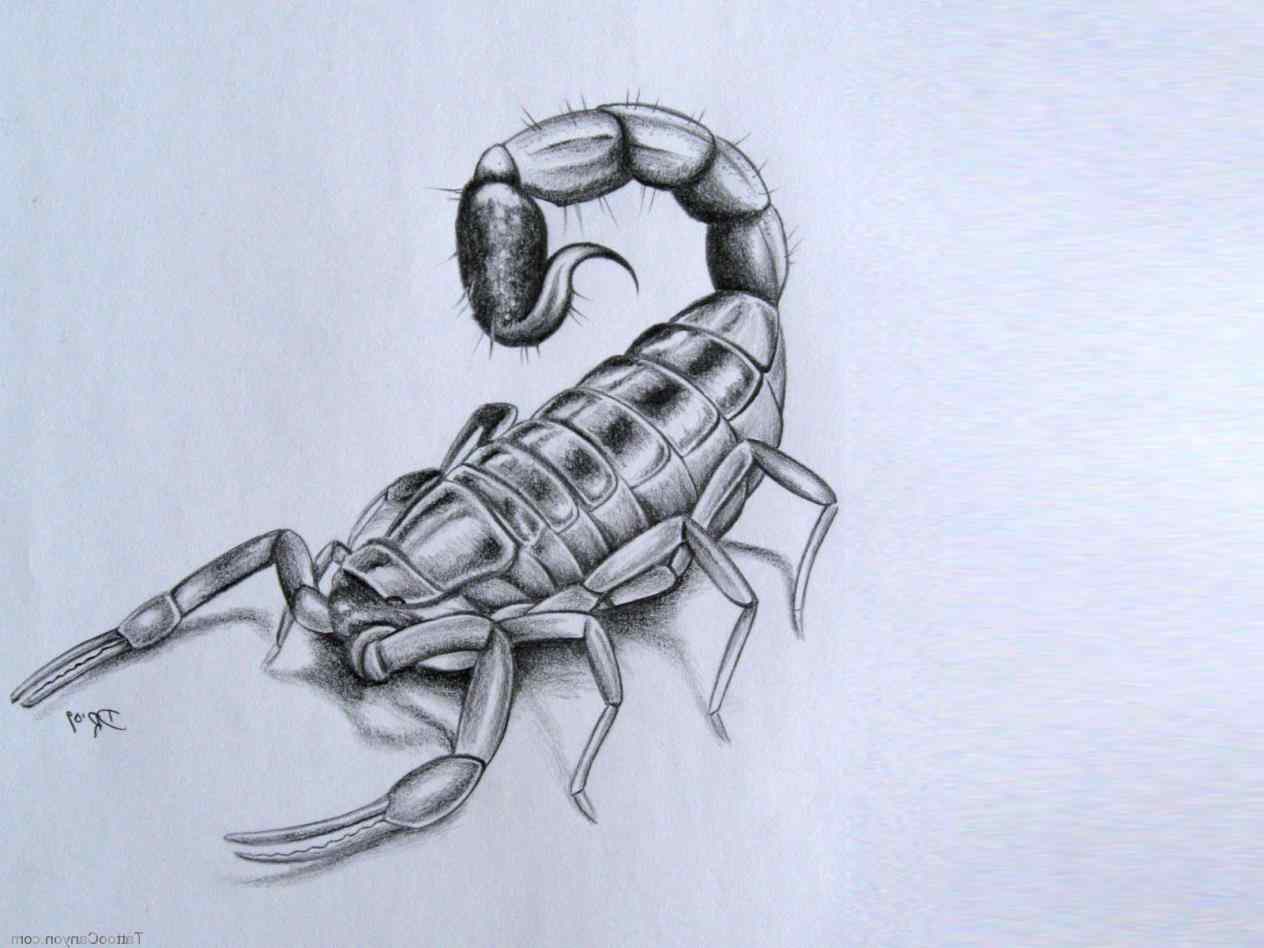 Scorpion Tattoo Drawing At GetDrawings | Free Download