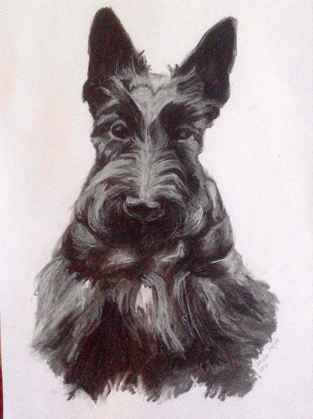 Scottish Terrier Drawing at GetDrawings Free download