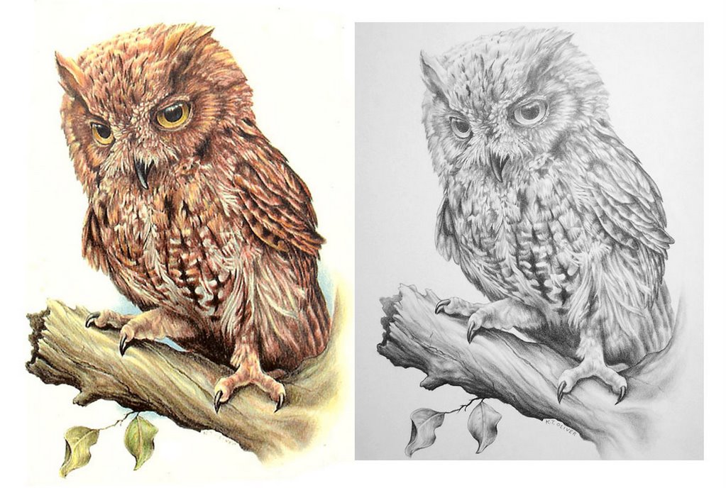 Screech Owl Drawing