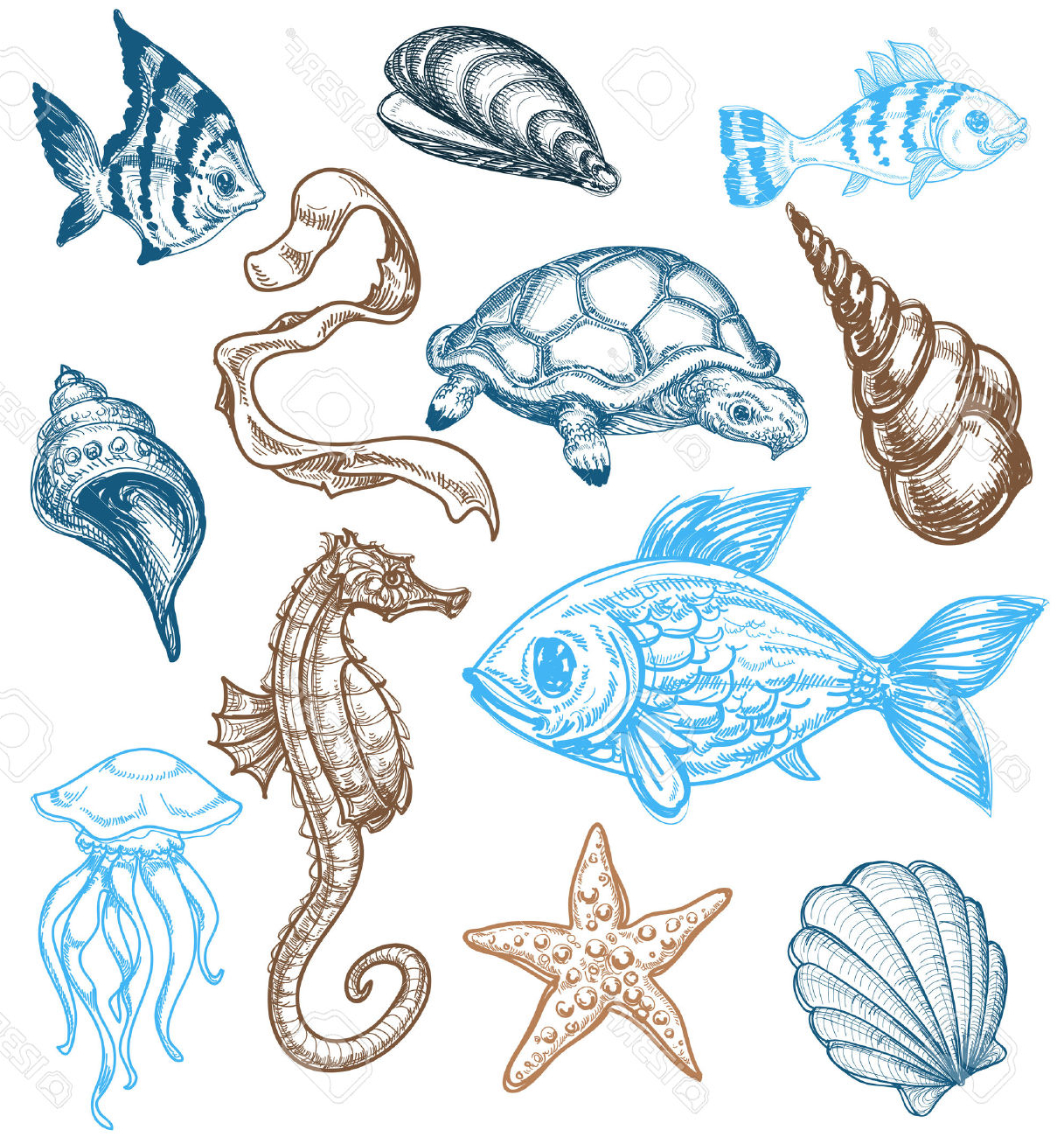 Sea Animal Drawing at GetDrawings Free download