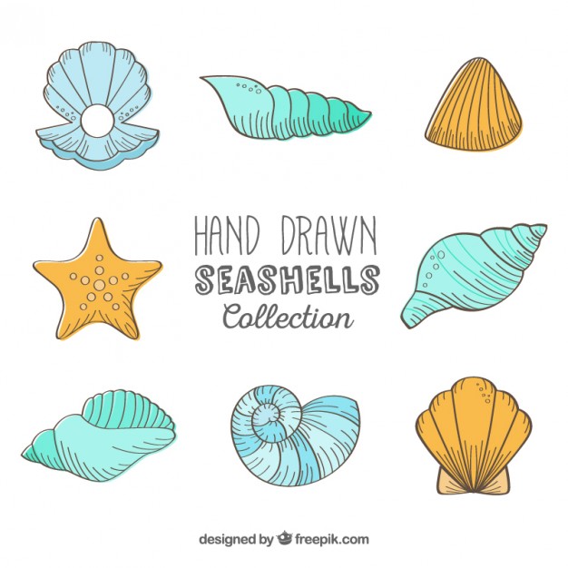 Sea Shells Drawing at GetDrawings | Free download