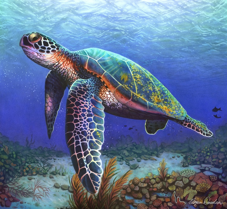 Sea Turtle Drawing Color at GetDrawings | Free download