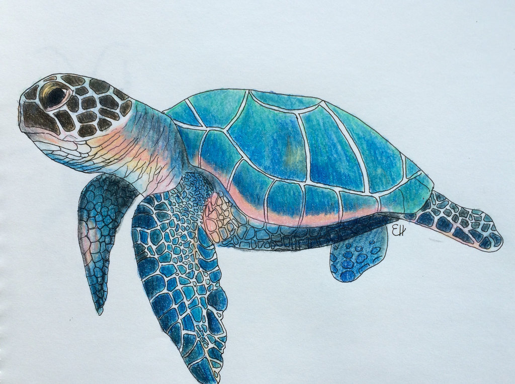 seaturtle drawing easy