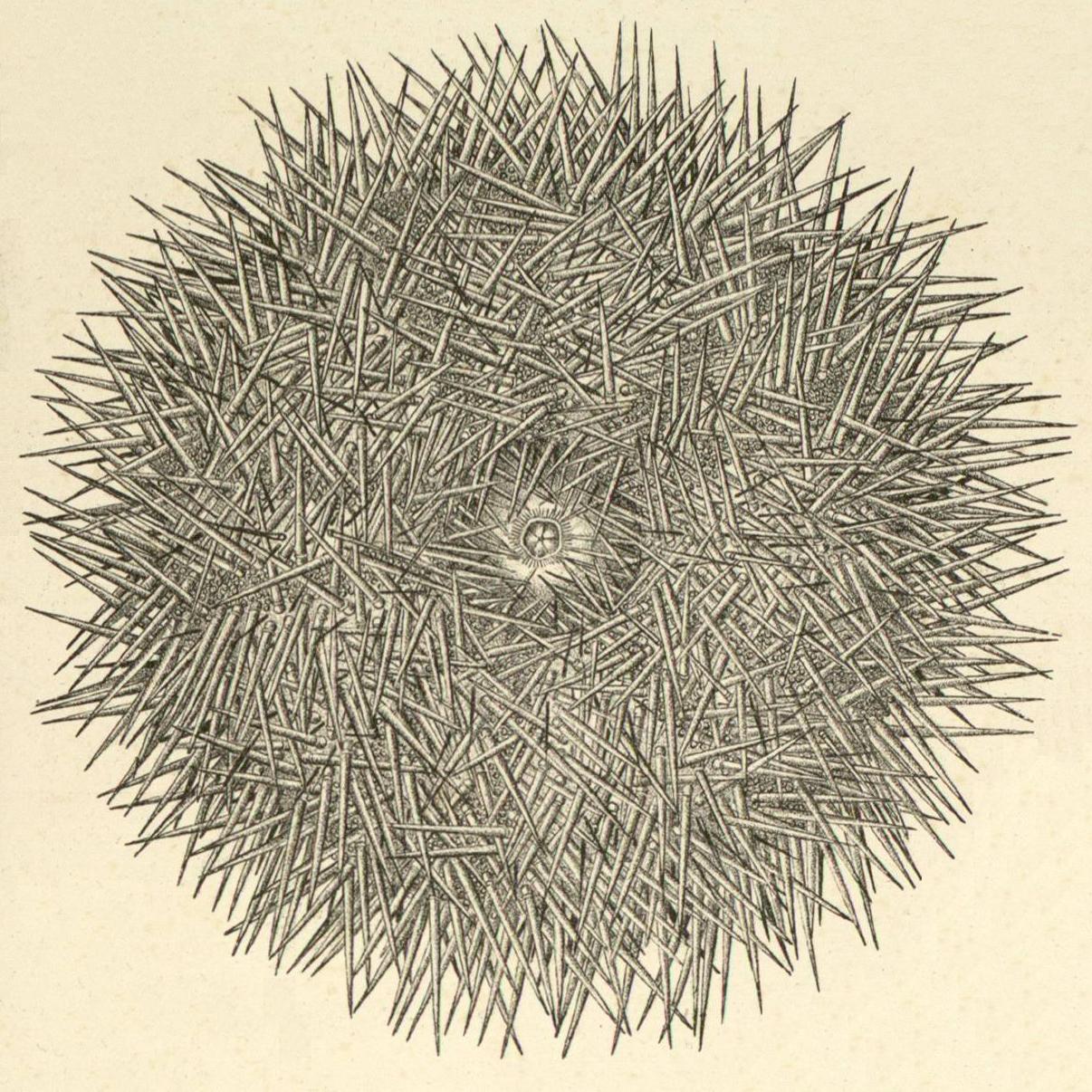 Sea Urchin Drawing at GetDrawings | Free download