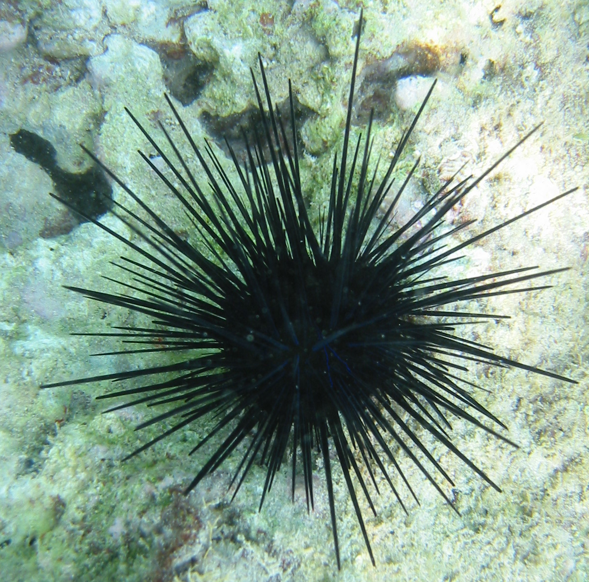 Sea Urchins Drawing at GetDrawings Free download