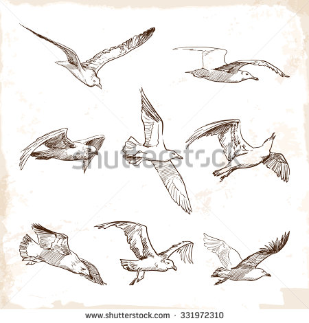 Seagull Drawing at GetDrawings Free download