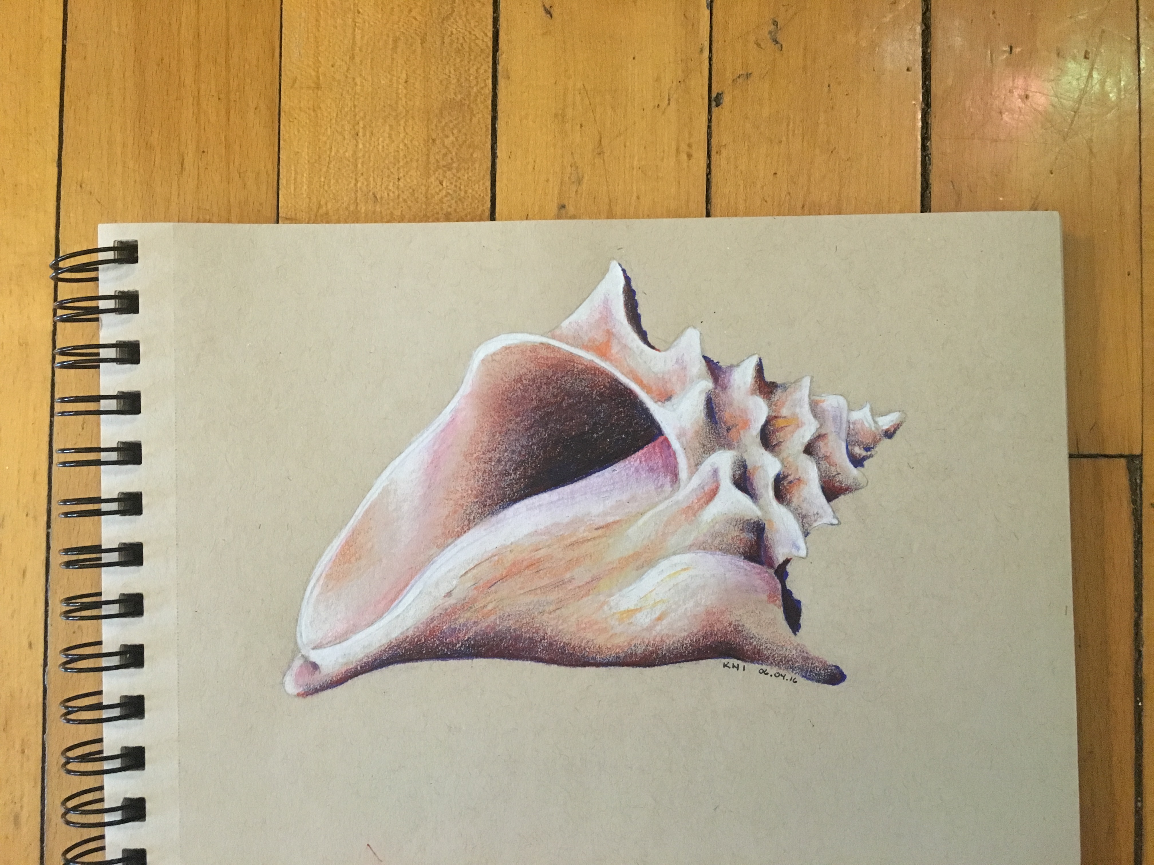 Pencil Drawings Of Shells | Images and Photos finder