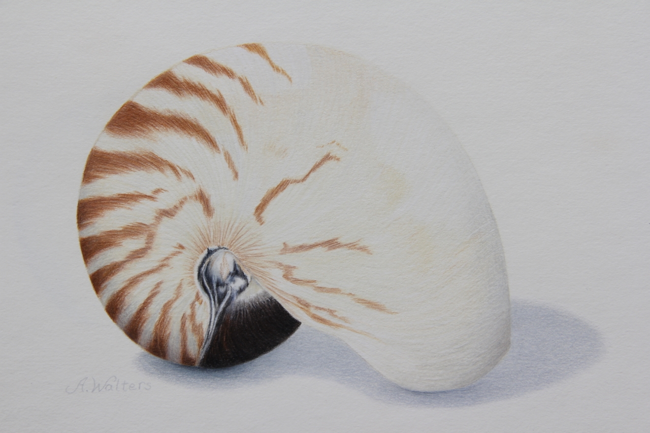 40+ Most Popular Realistic Seashells Drawing | Art Gallery