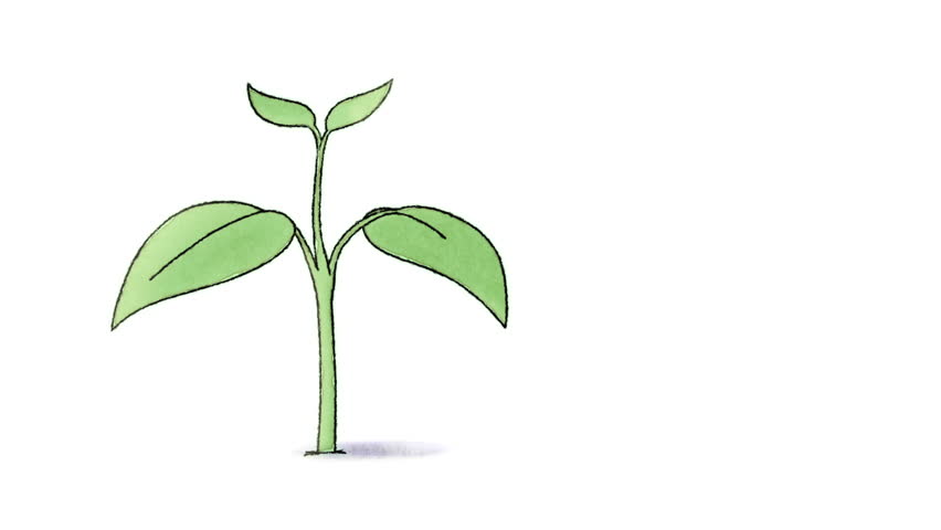 Seedling Drawing at GetDrawings | Free download