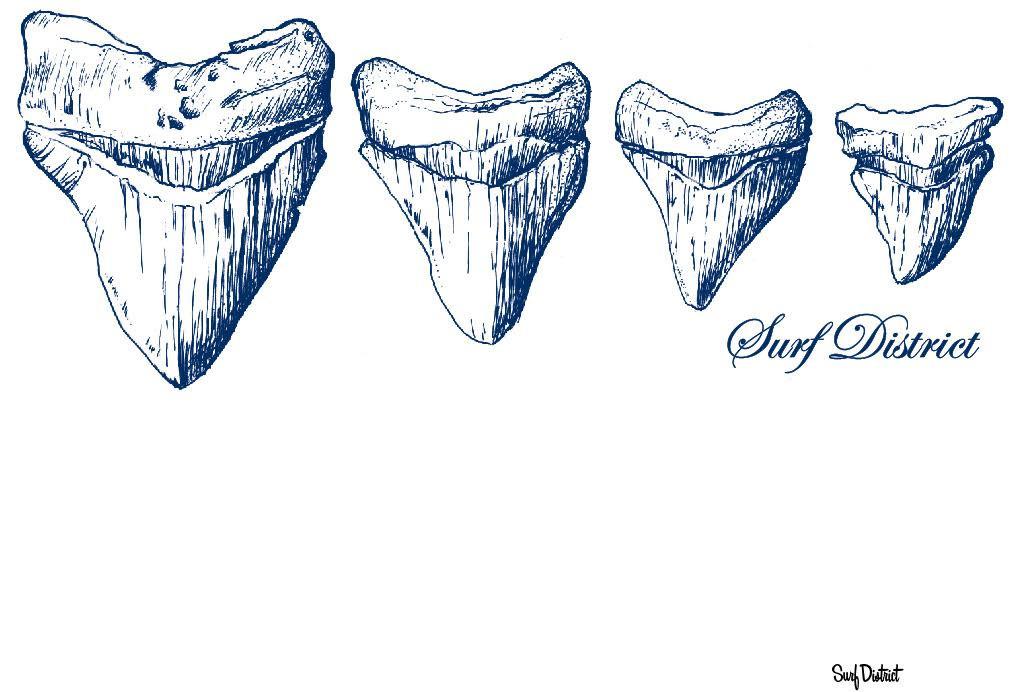 Shark Tooth Drawing at GetDrawings | Free download
