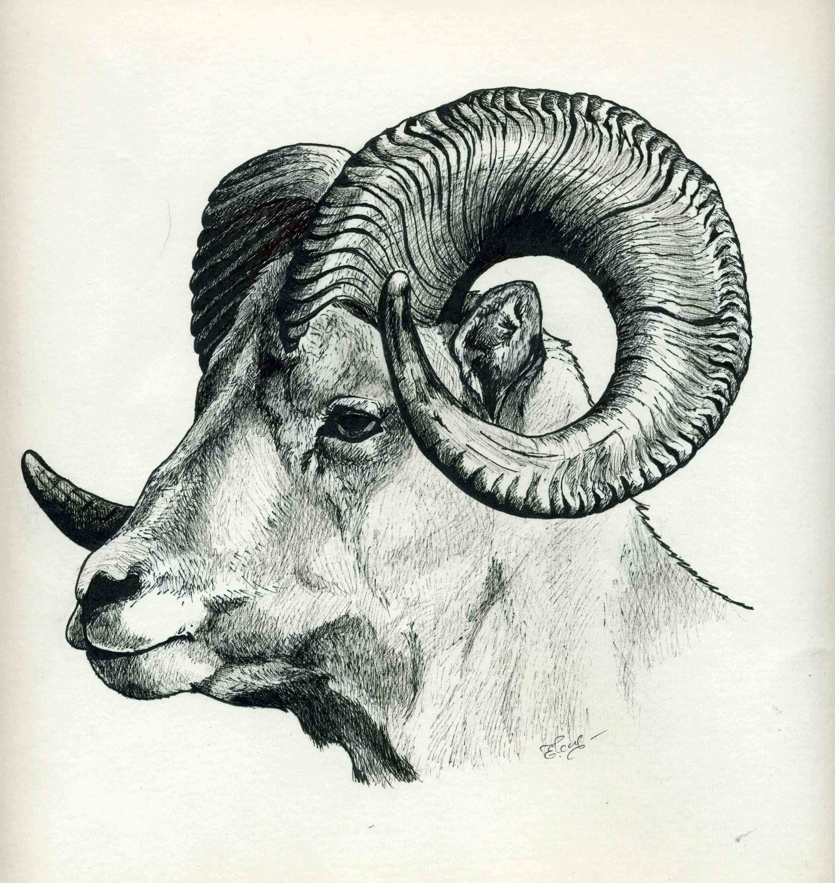 Sheep Head Drawing at GetDrawings Free download