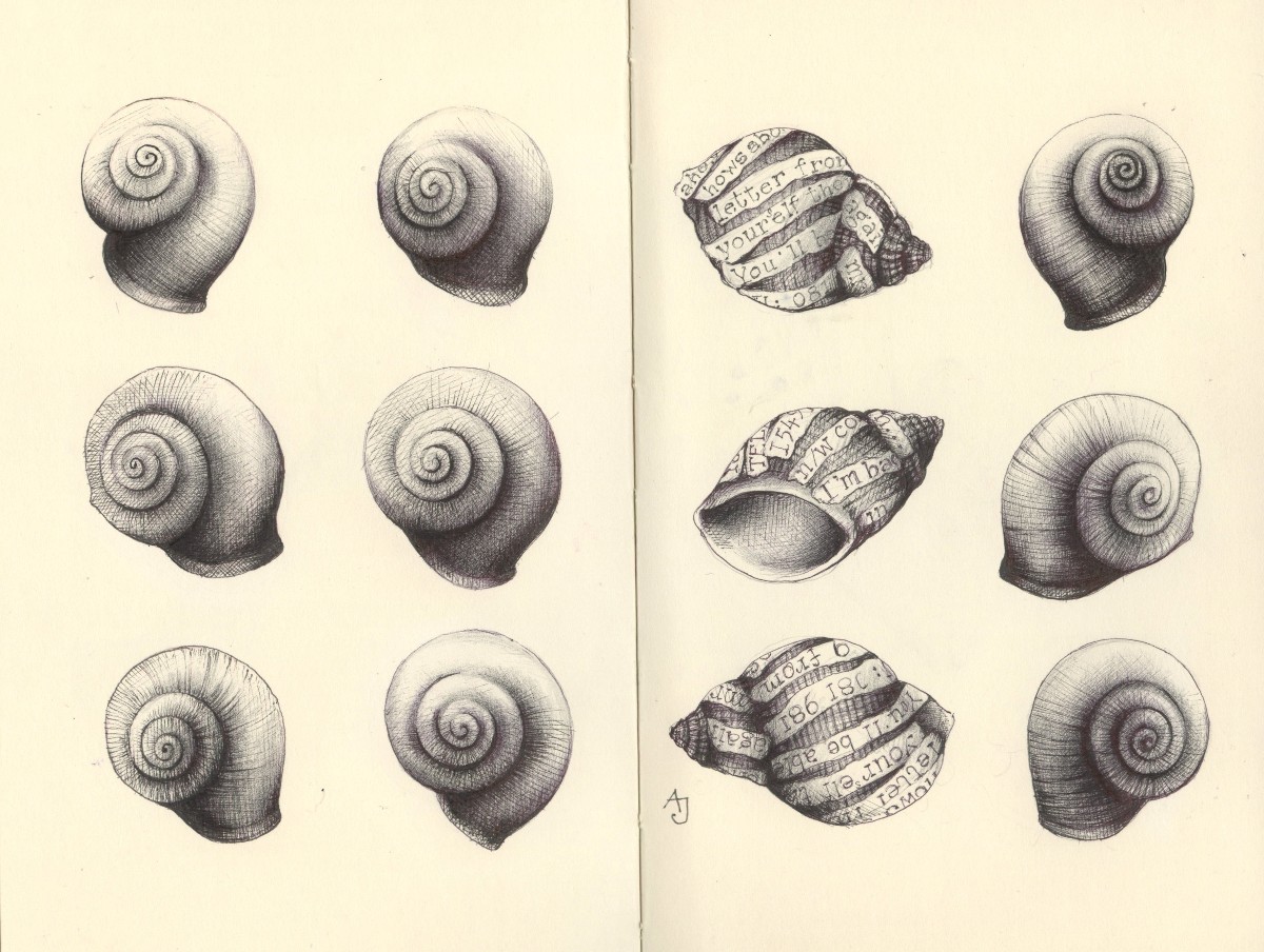 Shells Drawing at GetDrawings   Free download
