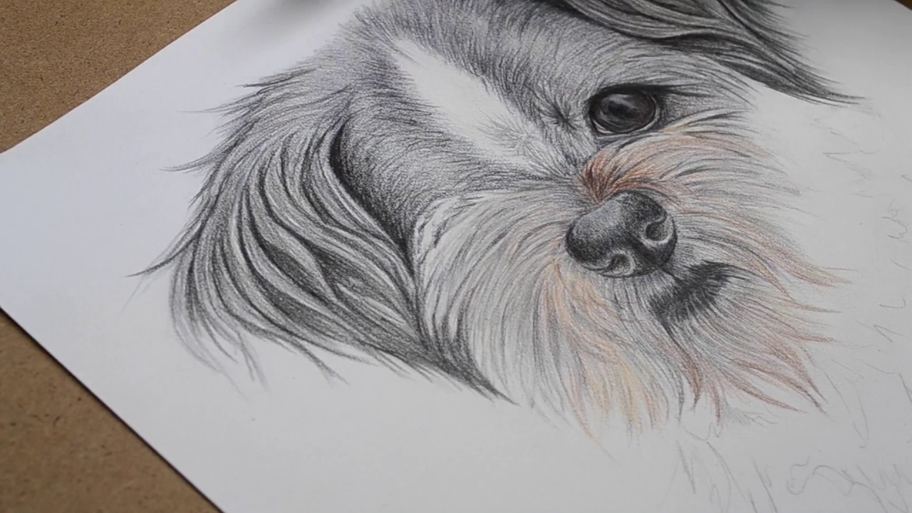 Shih Tzu Drawing at GetDrawings | Free download