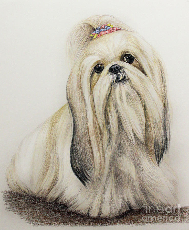 Shih Tzu Drawing at GetDrawings | Free download