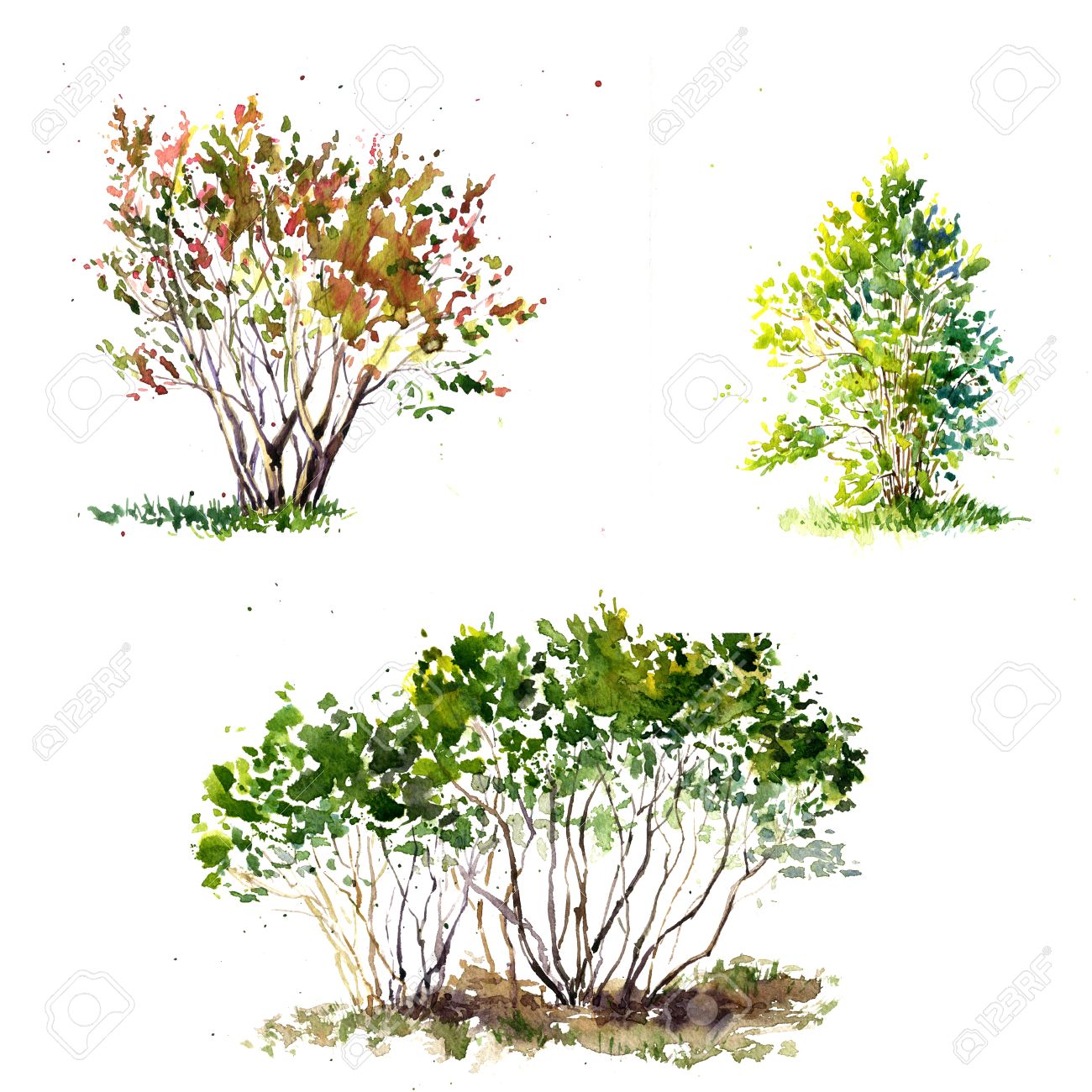 Shrub Drawing at GetDrawings Free download