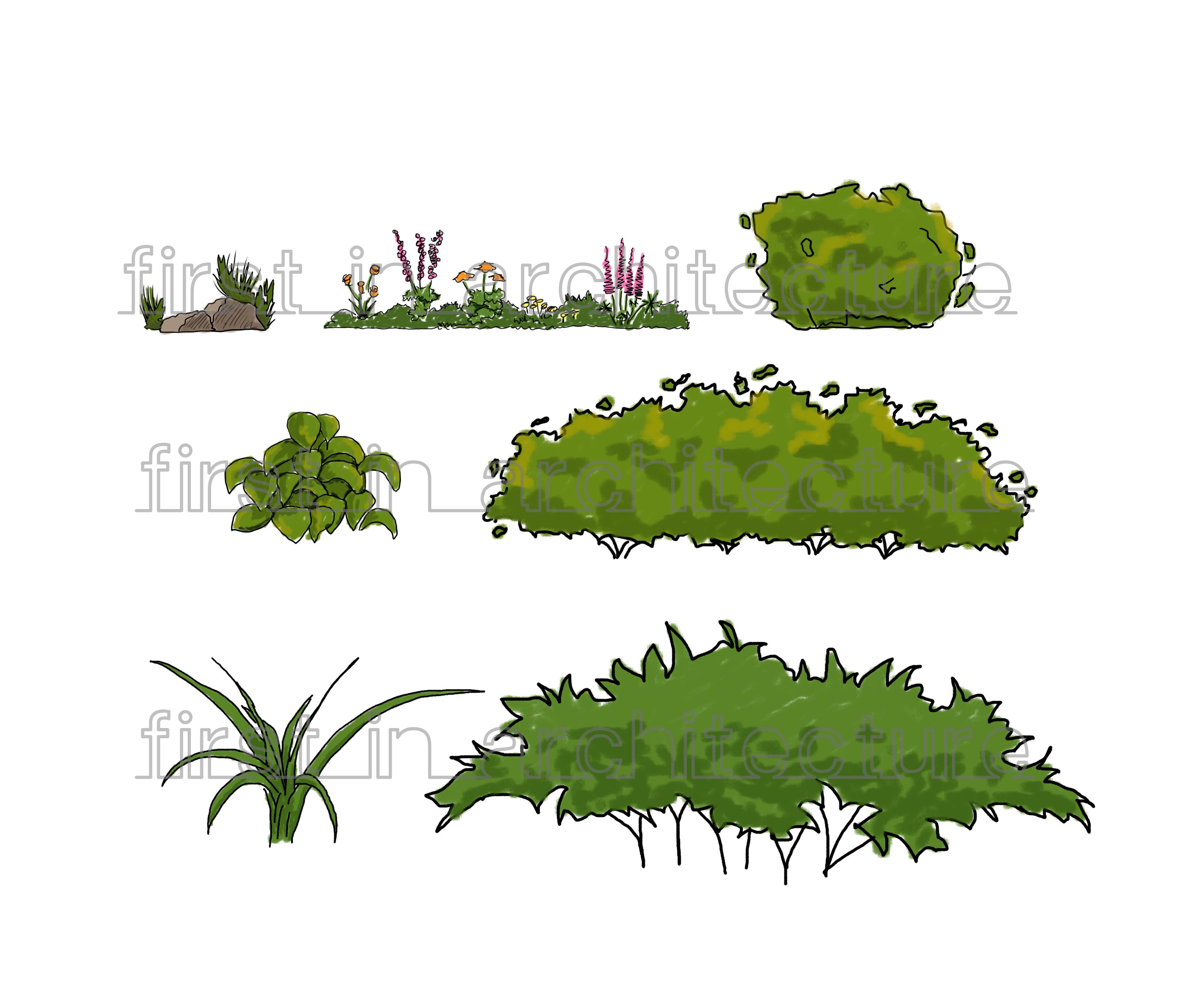 Shrub Drawing at GetDrawings | Free download