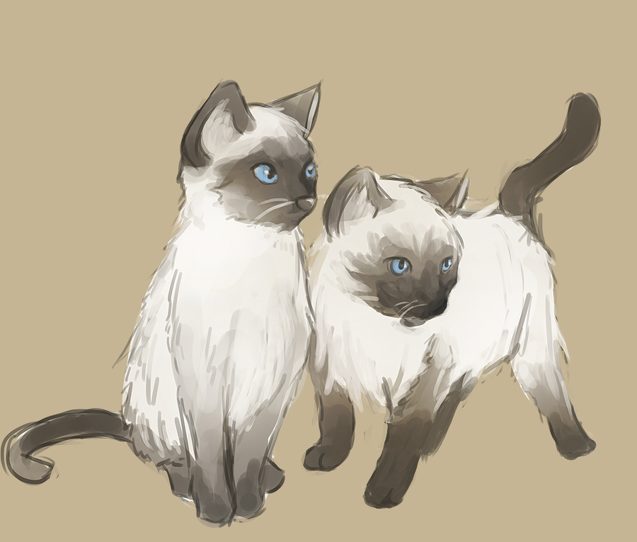 Siamese Cat Drawing Easy Siamese Cat Drawing At Getdrawings
