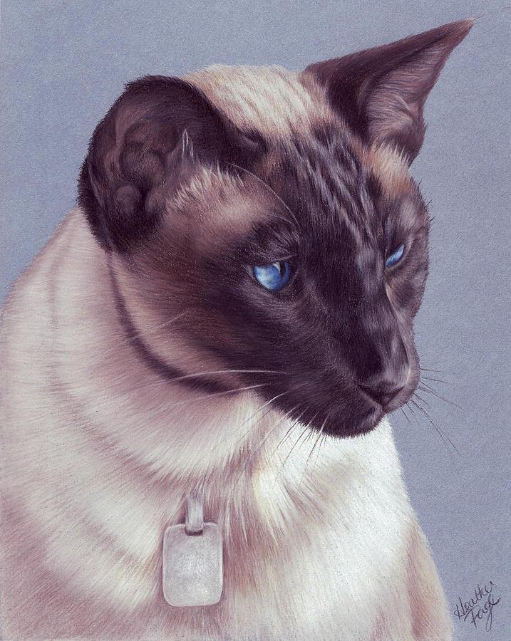 Siamese Cat Drawing at GetDrawings | Free download