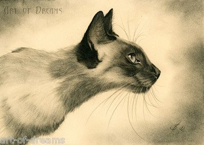 Siamese Cat Drawing at GetDrawings | Free download
