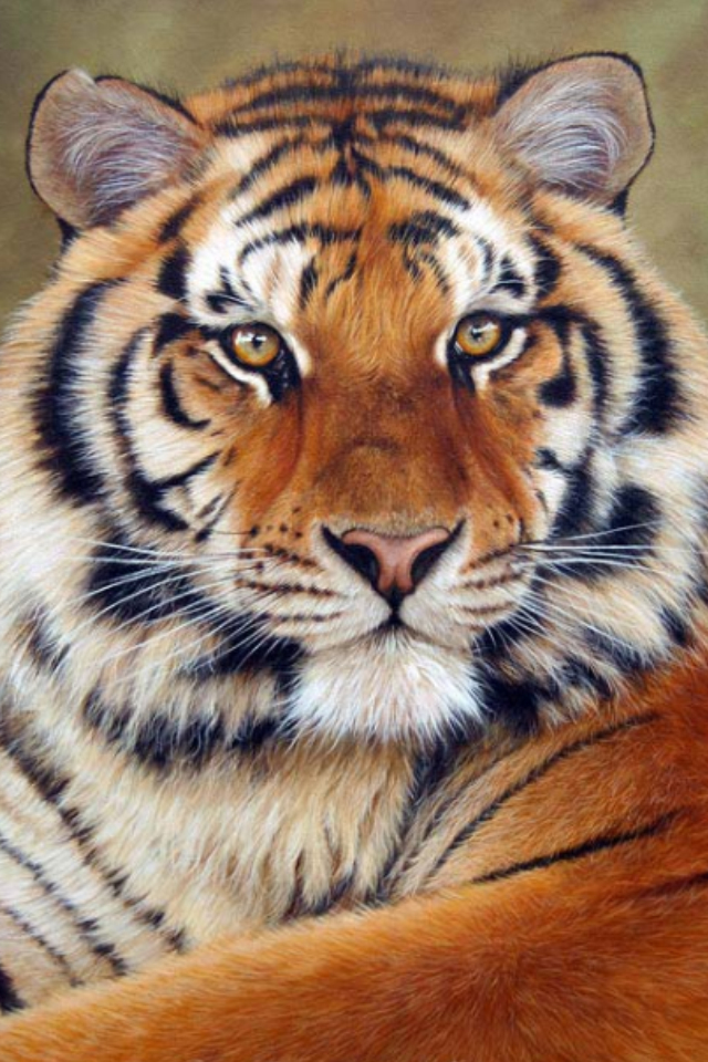 Siberian Tiger Drawing at GetDrawings Free download