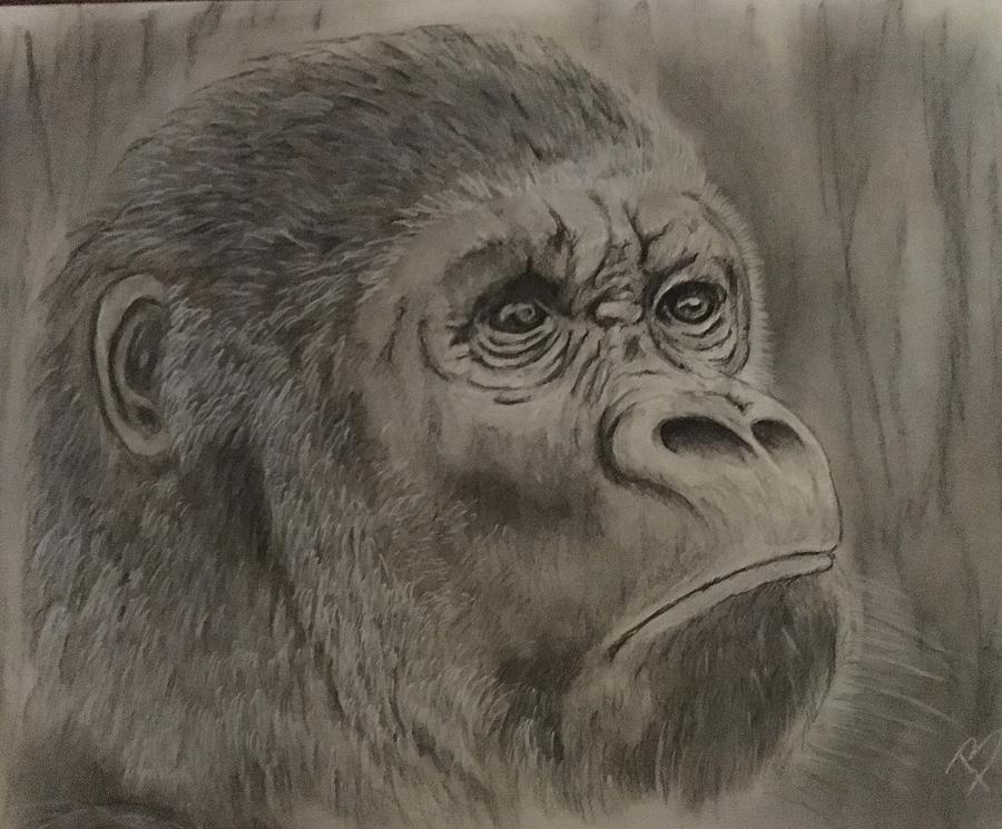 gorilla drawing