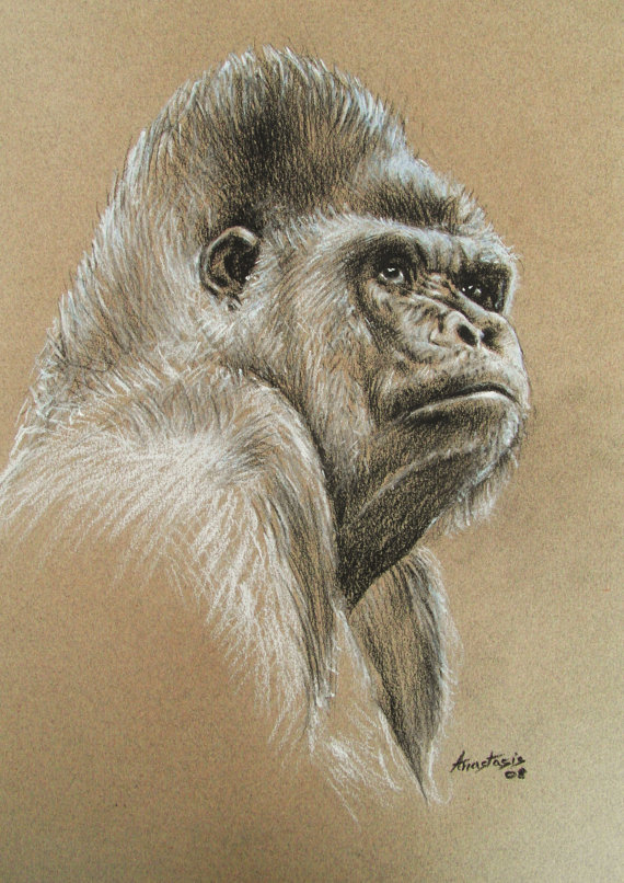 Silverback Gorilla Drawing at GetDrawings Free download