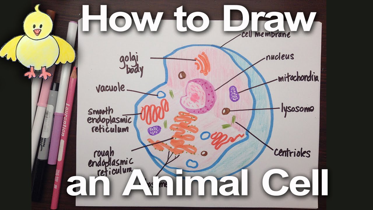 Simple Animal Cell Drawing At GetDrawings Free Download