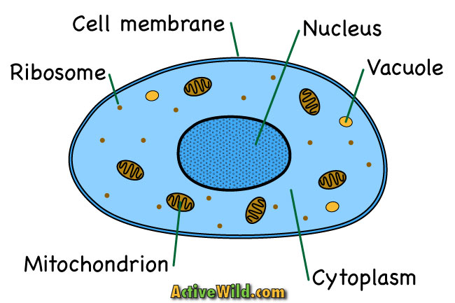 simple-animal-cell-drawing-at-getdrawings-free-download
