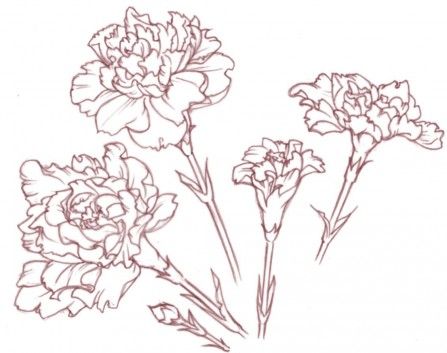 Carnation Flower Drawing Simple