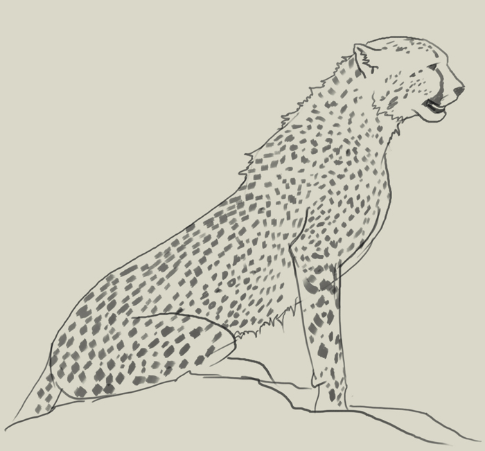 Sketch Easy Cheetah Drawing / Cheetah Line Drawing Free
