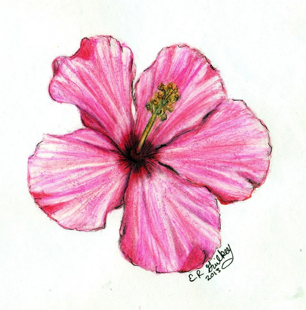 Simple Hibiscus Drawing at GetDrawings Free download