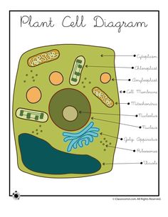 Simple Plant Cell Drawing at GetDrawings | Free download