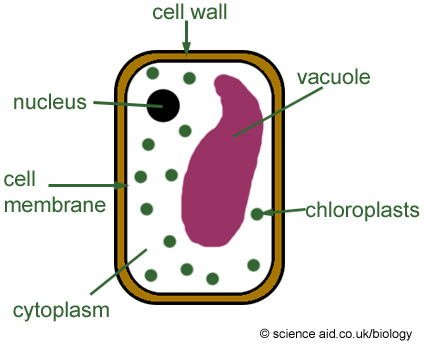 Simple Plant Cell Drawing At Getdrawings Free Download