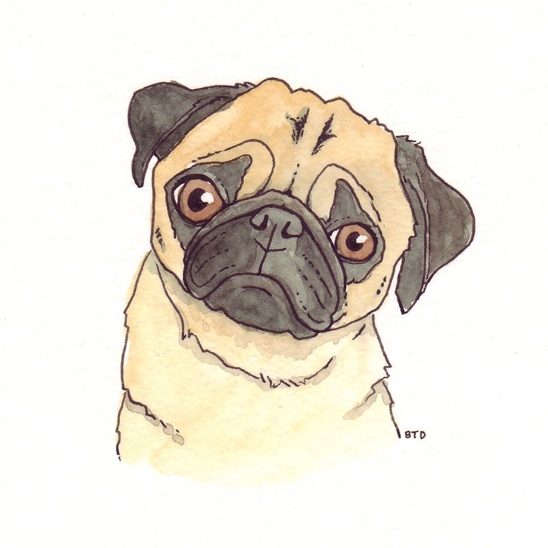 Simple Pug Drawing at GetDrawings Free download