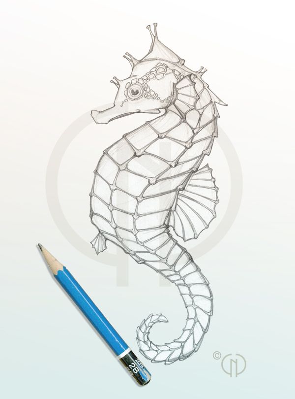 Simple Seahorse Drawing At GetDrawings | Free Download