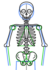 how to draw a human skeleton easy