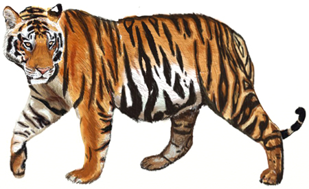 tiger body drawing