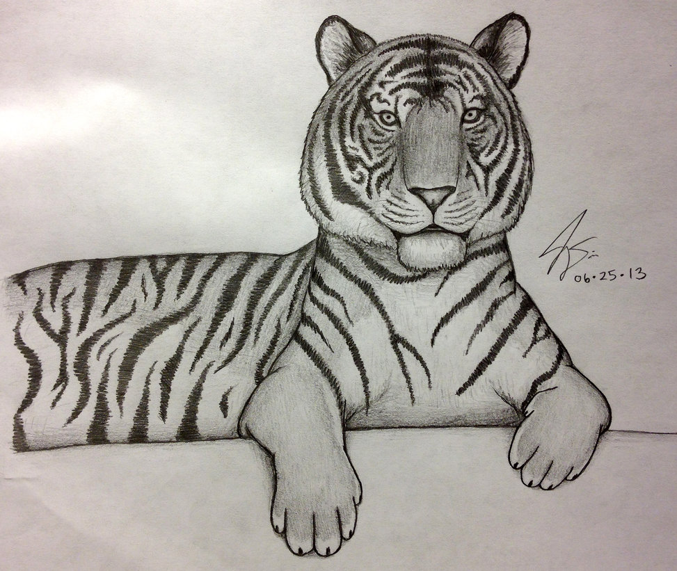 easy tiger pencil drawing