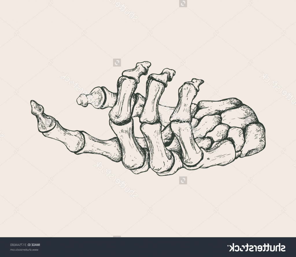 skeletal-hand-drawing-at-getdrawings-free-download