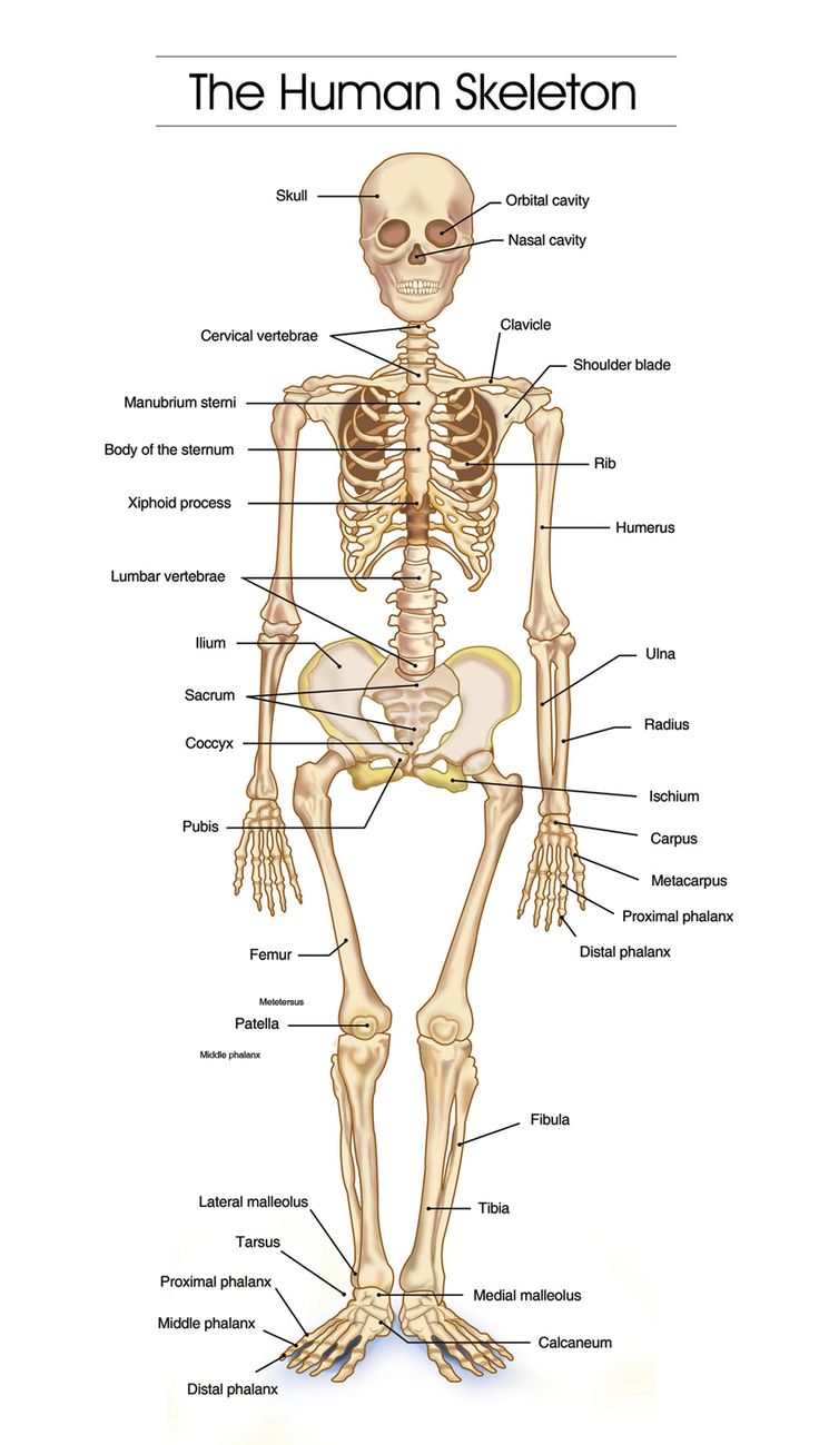 Skeletal System Drawing at GetDrawings Free download
