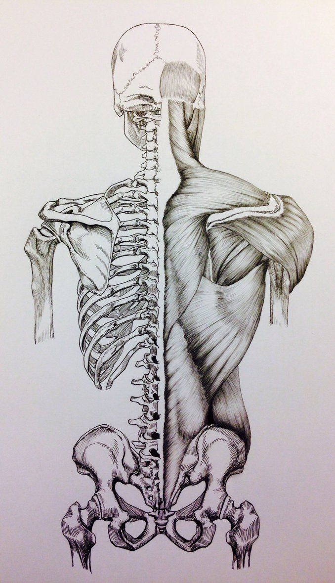 Skeleton Body Drawing at GetDrawings Free download