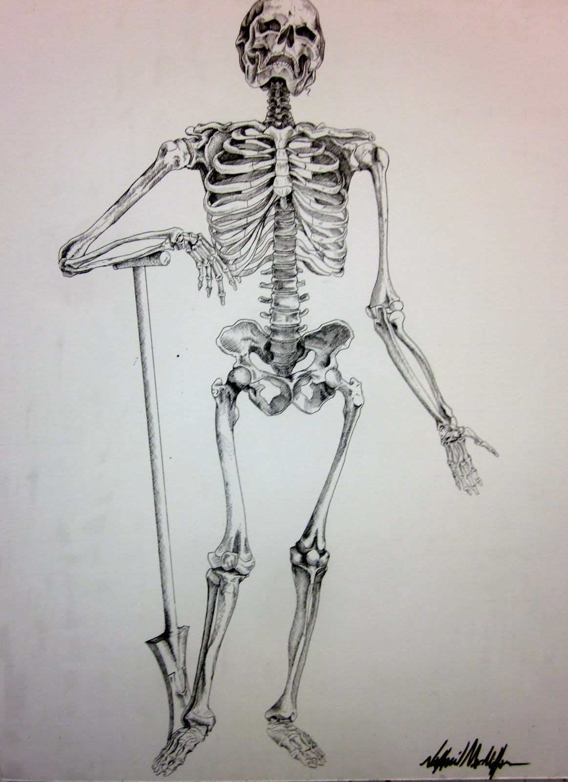 Skeleton Drawing at GetDrawings Free download